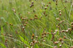 Ozark sedge